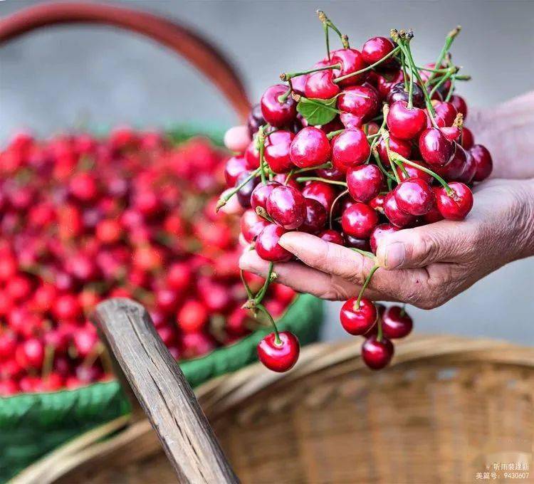 新安县五头镇樱桃熟了