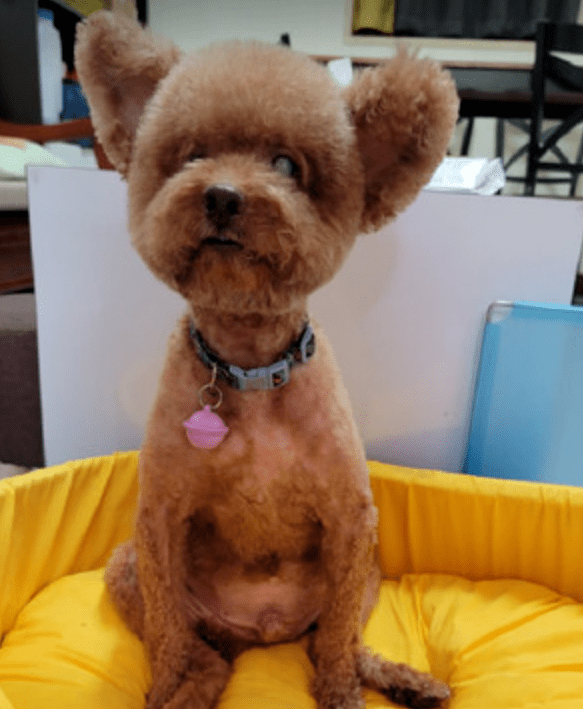 7岁小贵宾忽然变立耳连医生都纳闷儿网友养到了隐藏版