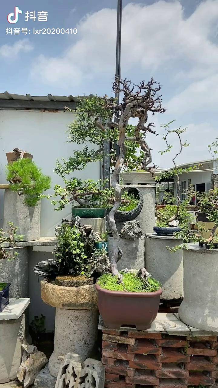 盆景艺术文人雀梅