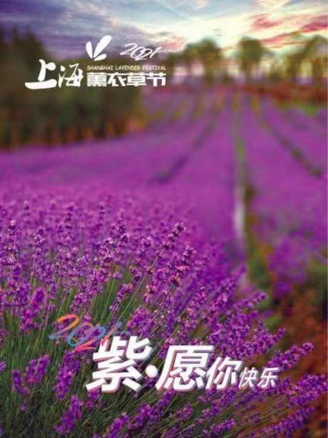 上海薰衣草节开幕 超百亩薰衣草花田 特色活动 亲子园 紫 等你来 花海