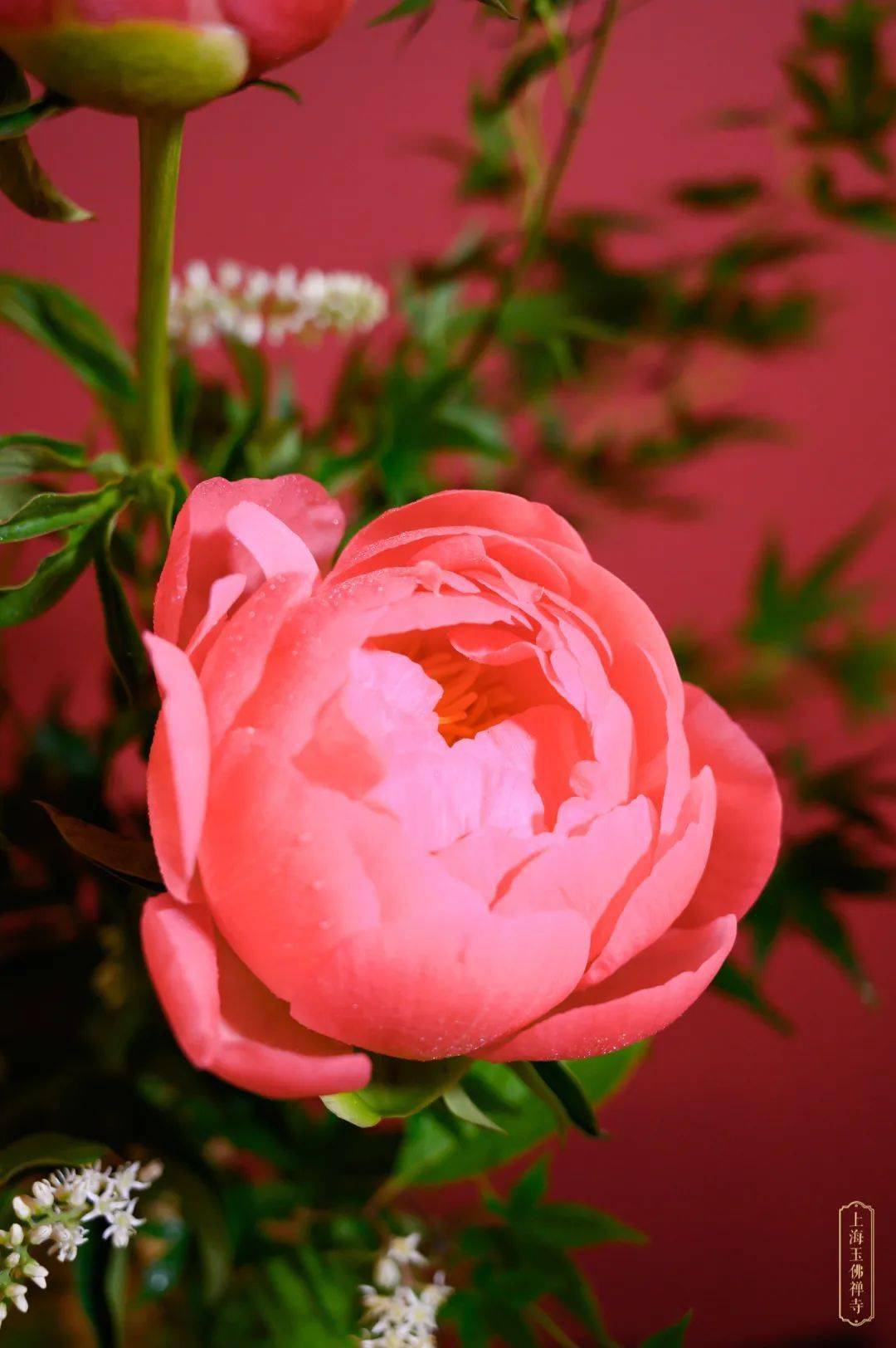 文殊圣诞供花丨精进不辍种善因前程锦绣节节高