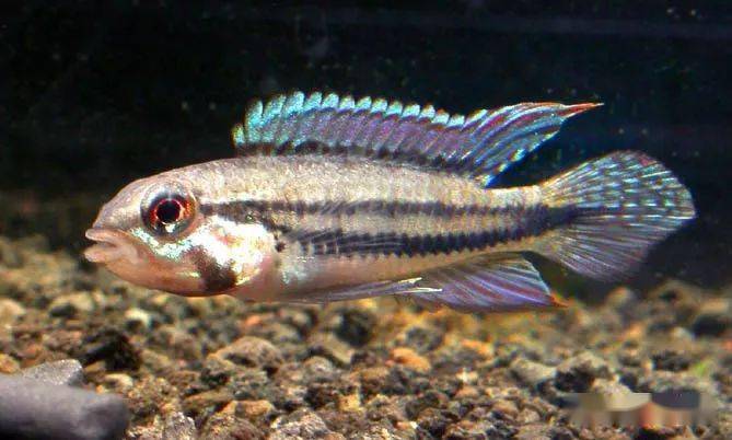 分享10种高颜值南美短鲷图鉴涨姿势啦