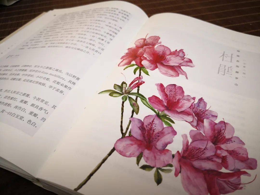 立夏先看什么花儿 | 一本书承包你的全年赏花需求