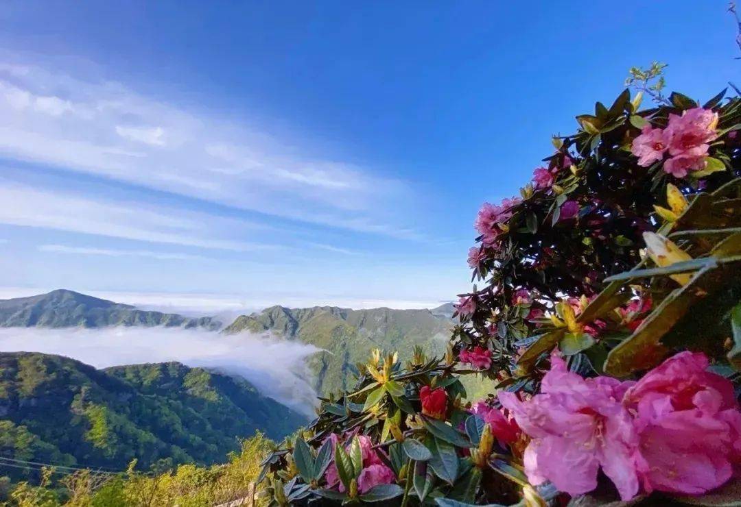 赏花正当时 光雾山的杜鹃花开了 巴中市