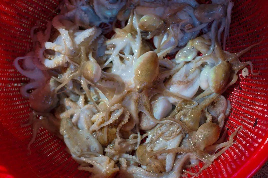 闽南夜话大嶝章鱼