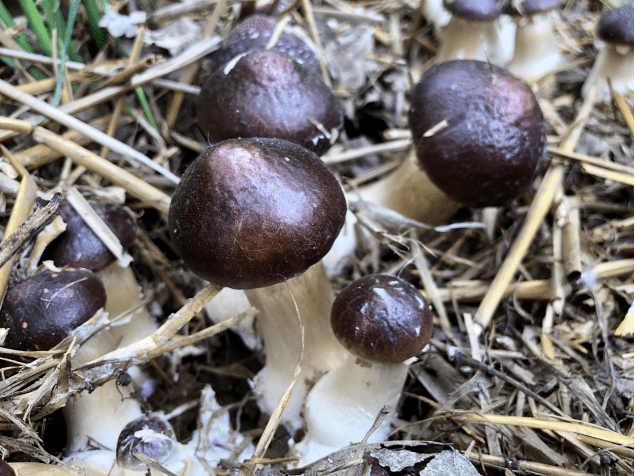 菇,是新兴的中高端食用菌,同时也是国际菇类交易市场上的十大品种之一