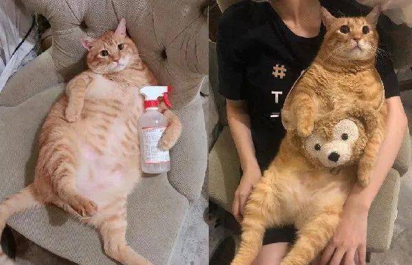 "防疫喵喵"拿酒精!肥美大肚,网友:好想揉