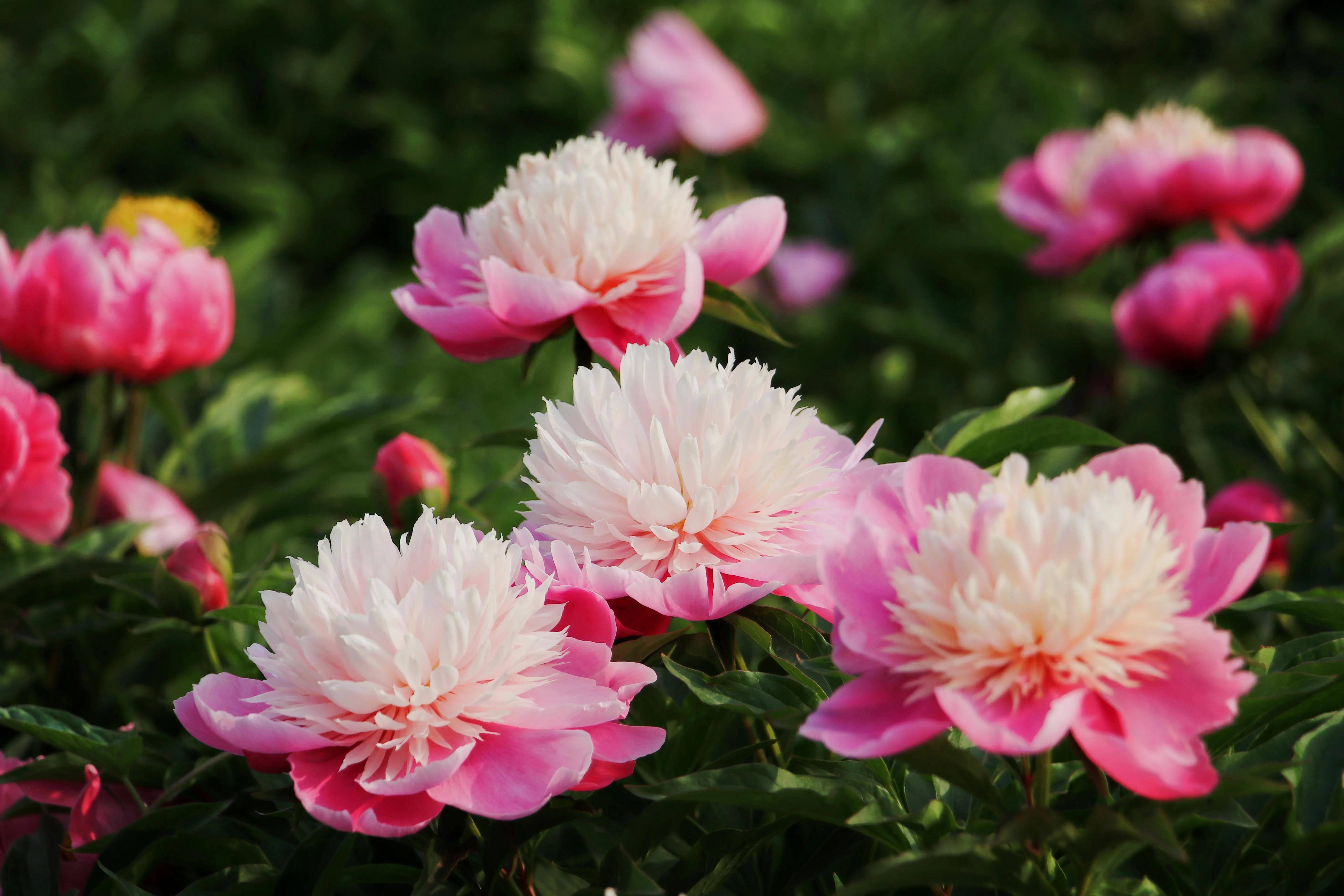 芍药,初夏的魅力天使