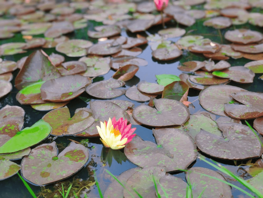 稀有 双色睡莲 绽放 惊艳初夏 埂莲