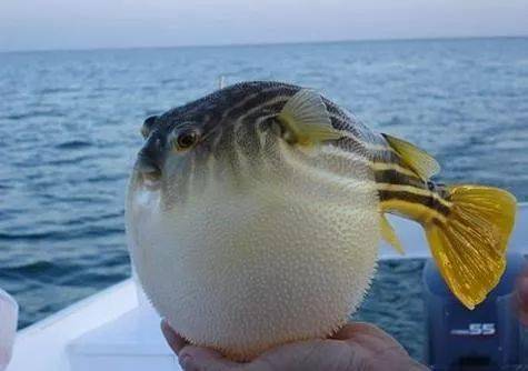辽参,藏红花,黑松露…在曹妃甸,这些高级食材却只能做配菜?_河豚