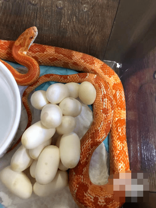 小伙说自己养蛇7,8年了.