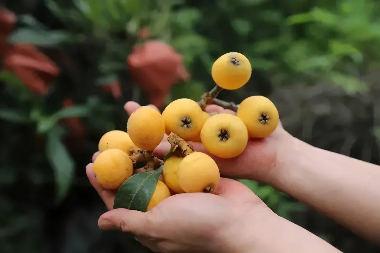 枇杷黄了成都及周边采摘地图收藏