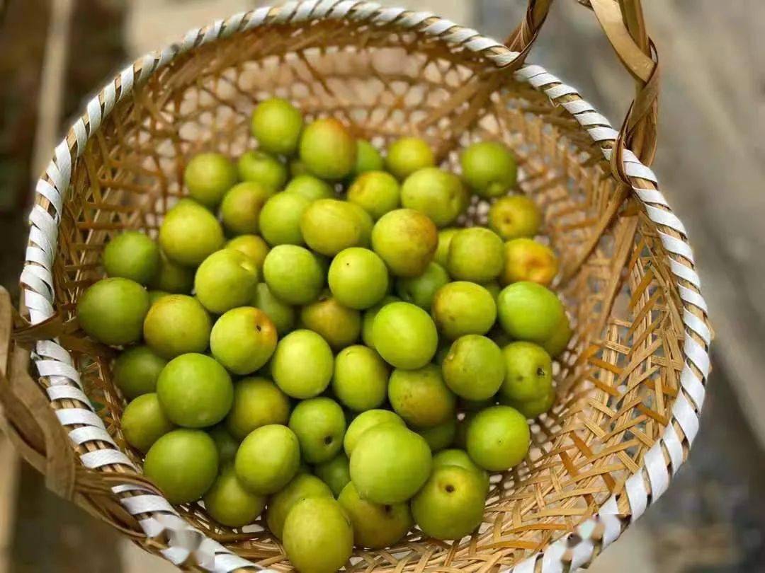 哇好喝到流口水的青梅酒