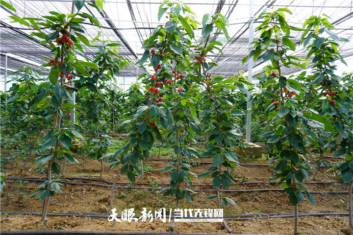 四新四化蹲点采访六枝推动车厘子产业提质发展的原来是这种植模式