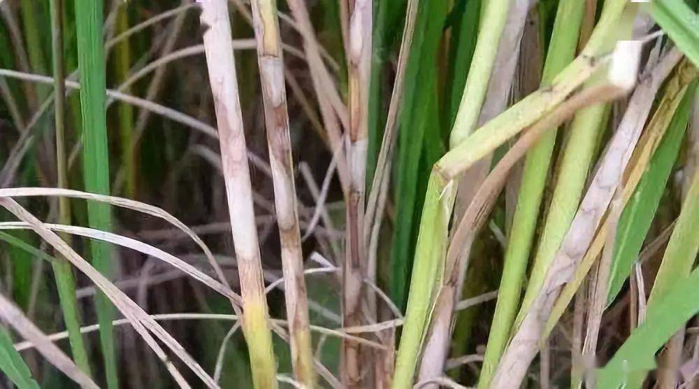 水稻稻瘟病的发生及综合防治