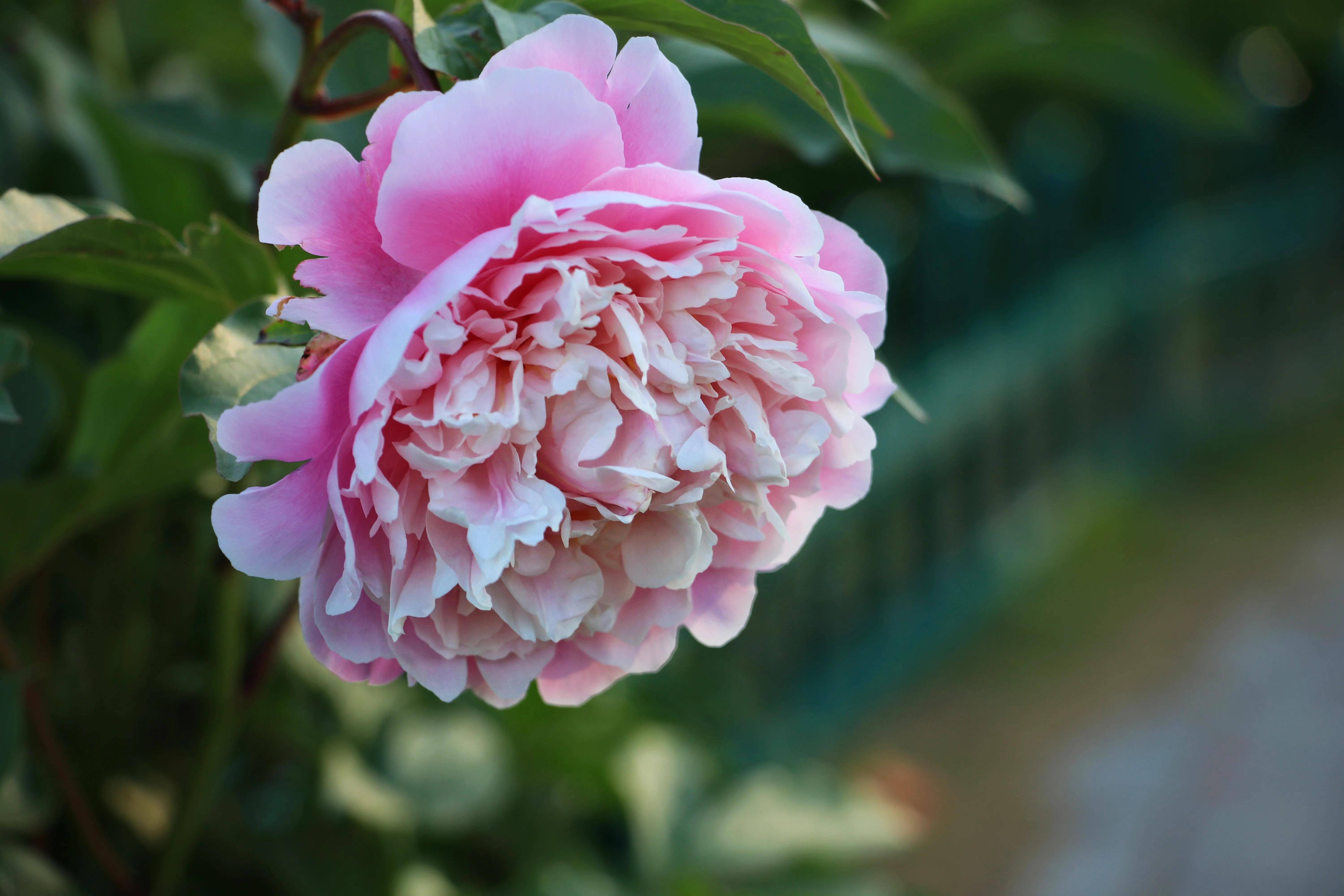 晨光下的色彩,迷人的芍药花