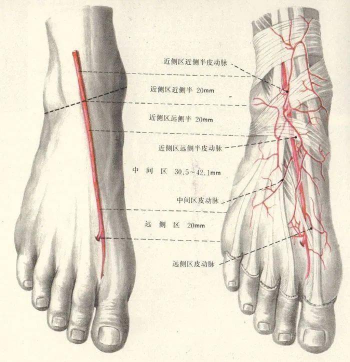 再在大脚趾和二脚趾中间取一个点,两点相连的这条线,就是大致的足动脉