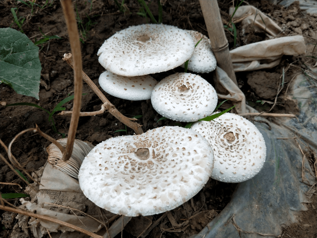 3,大青褶伞是专门攻击肾脏的剧毒杀手2,欧氏鹅膏因一黑一白被称为"蘑