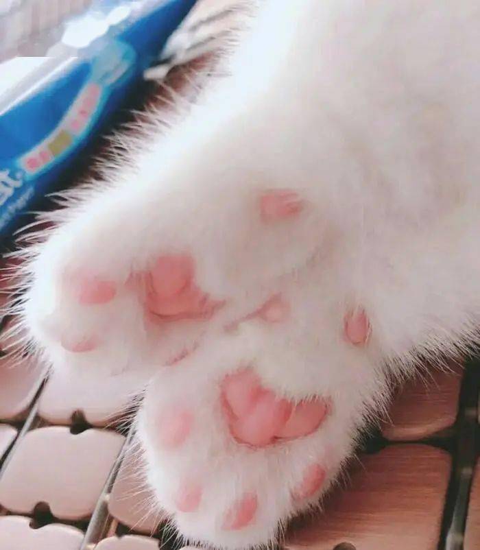 猫我脚美吗铲屎官你脚毛好长