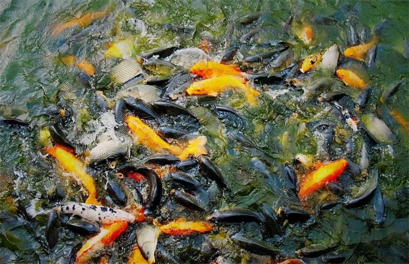 淡水鱼混养,高产措施秘籍!快来了解了解