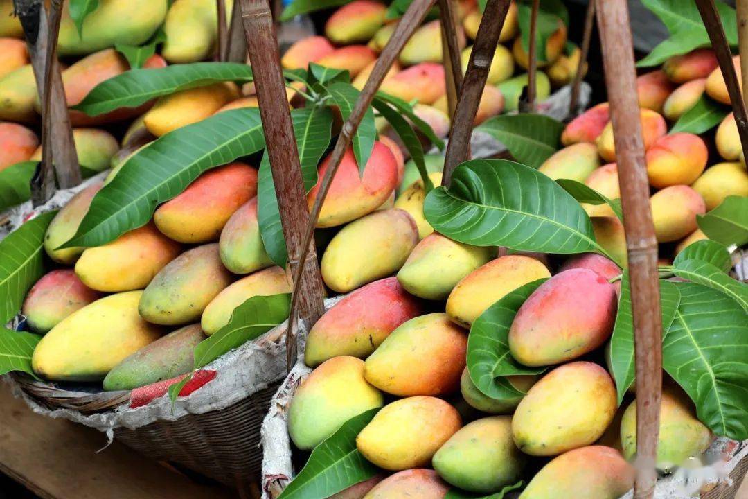 霸气元江16万亩芒果陆续成熟就等你来