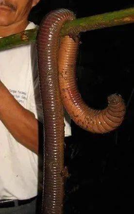 随堂测验|土壤营养师_蚯蚓