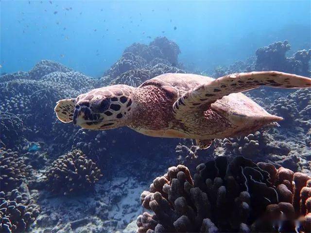 像海龜這樣的海生動物經常會被漁網,海洋中的廢物和其他最終可以食用