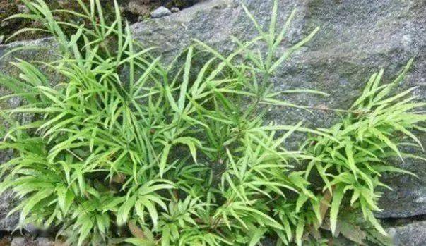不想早死农村常见的井边草是一种珍贵草药有效治疗风湿病疼痛肝炎