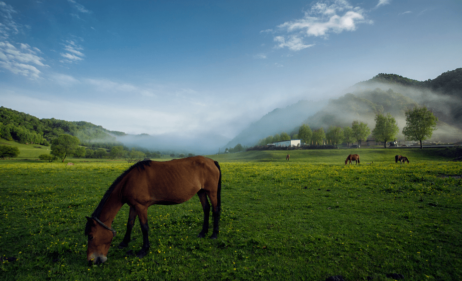 吾悦宝鸡 | 太白牧云 关山驭马 请君把酒当歌话烟波_草原