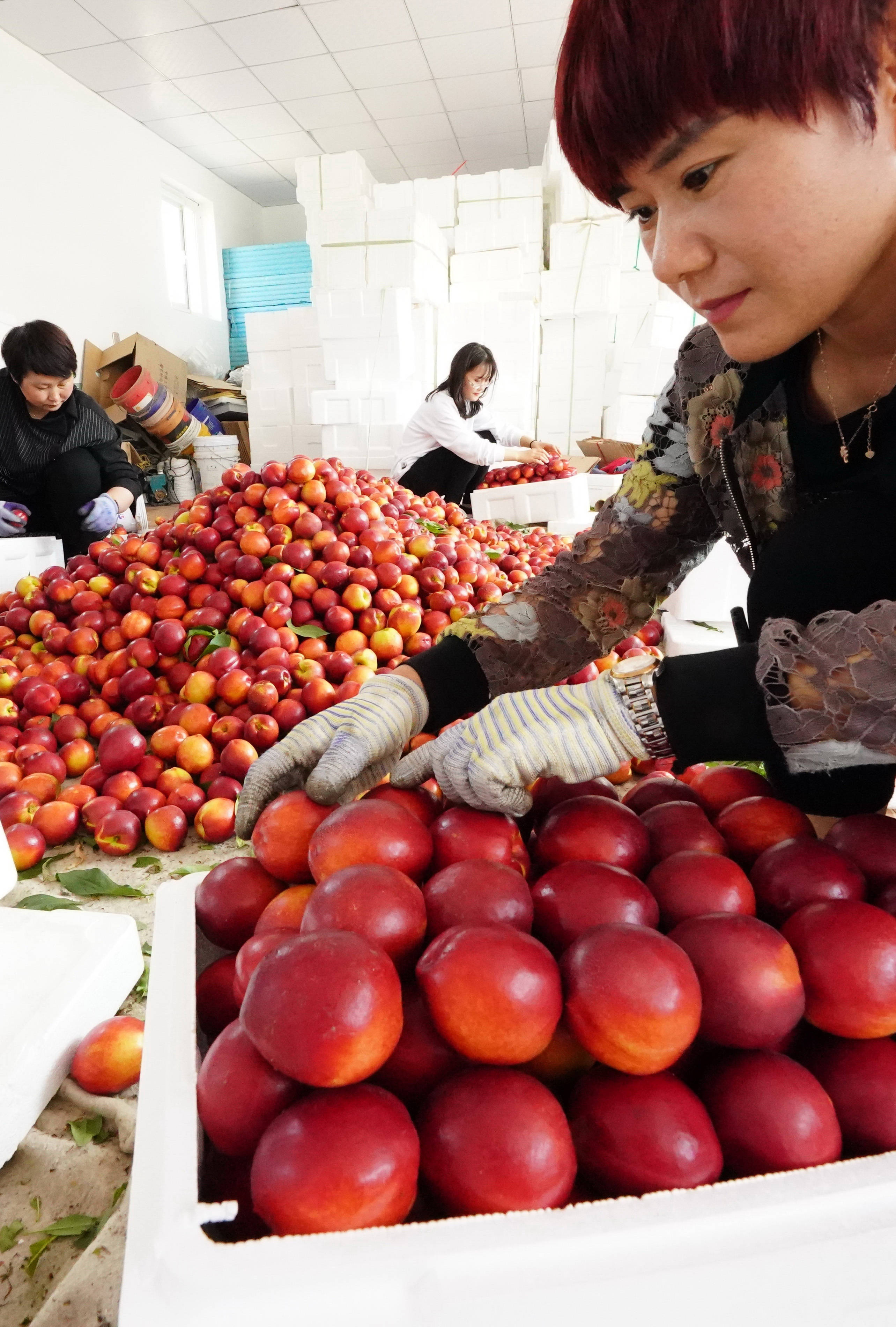 5月19日,唐山曹妃甸区文霞果蔬种植专业合作社社员将刚采摘的油桃装箱