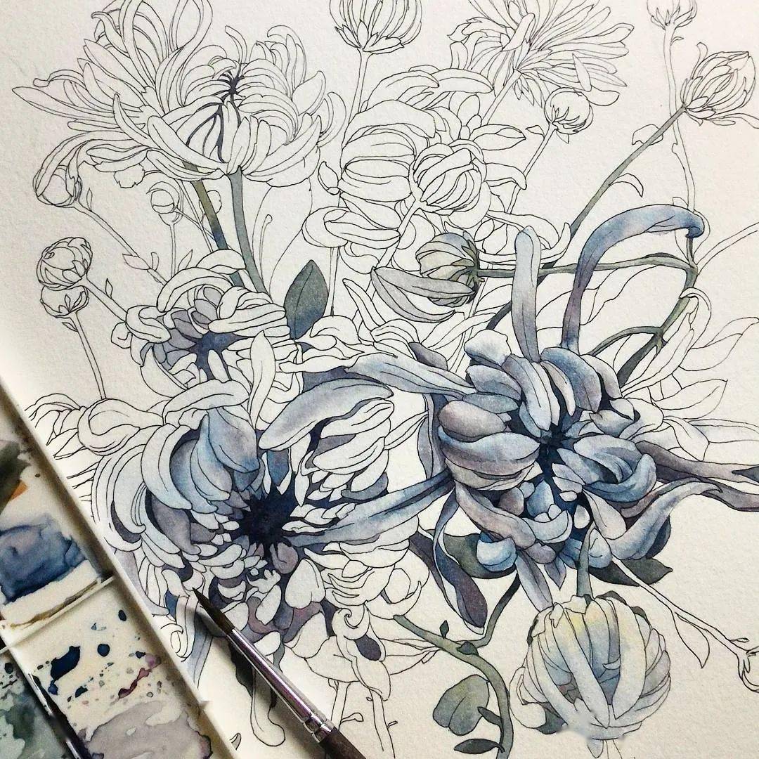 画家笔下撩人的线描水彩花卉,太好看了!临摹首选