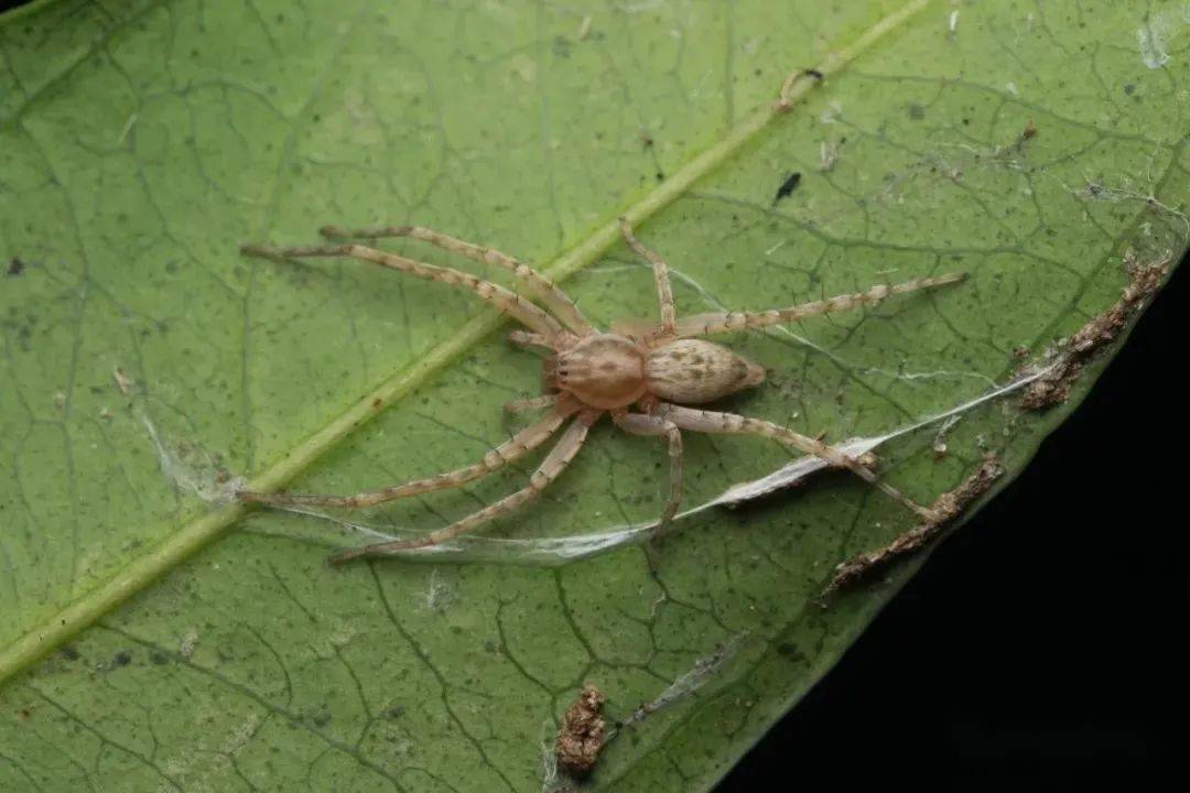 深圳近管蛛栖息于溪谷里中高位置的植被上(上图红箭头处),您大致可以