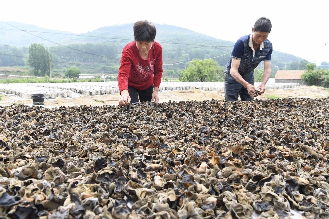 秸秆栽培食用菌变废为宝促增收