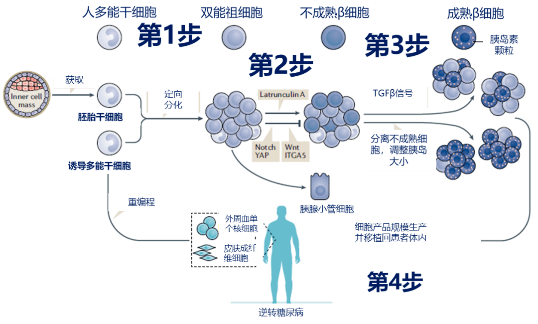 【糖尿病学术前沿】根治糖尿病——细胞治疗技术研究进展