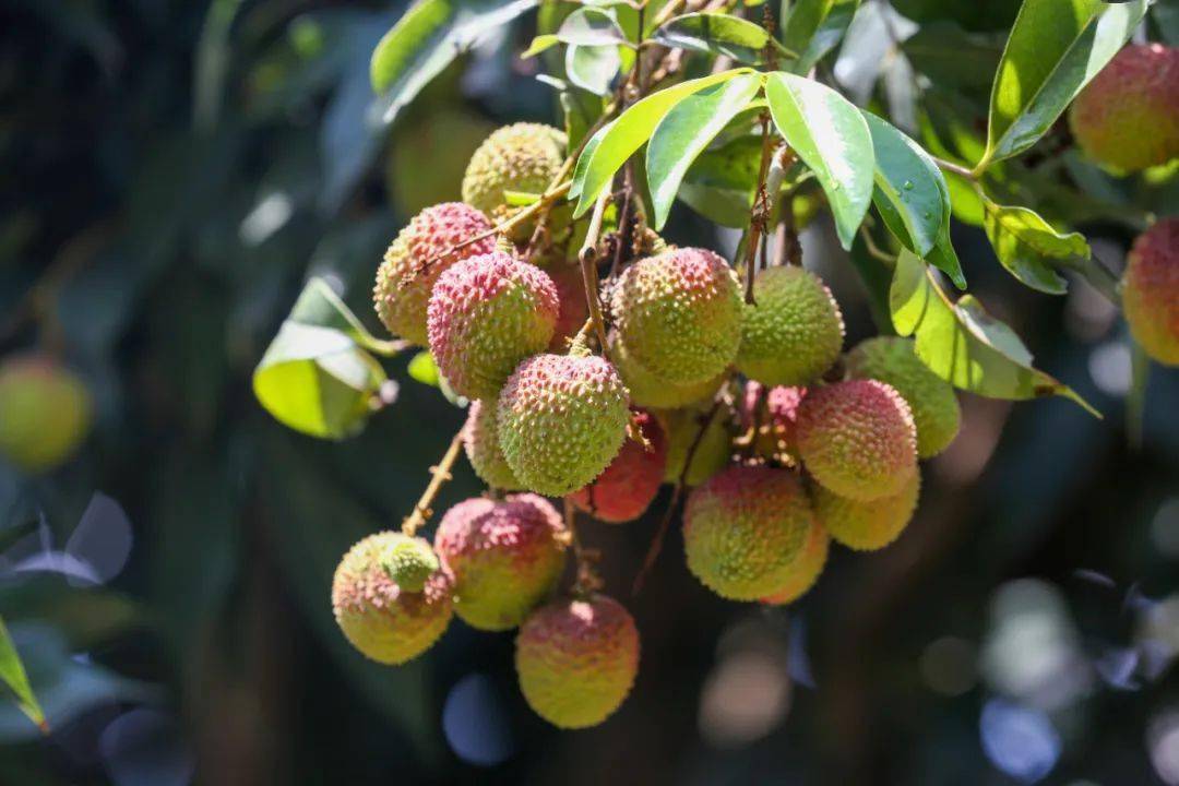 价格不贵!_荔枝