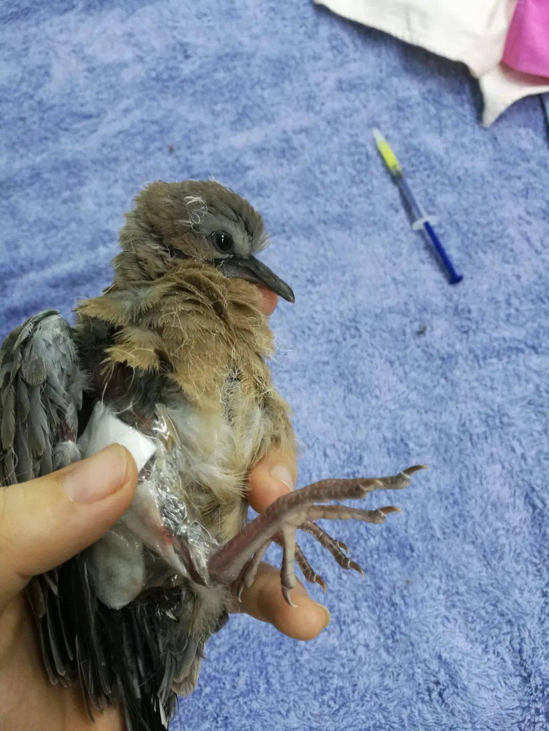 活动报名 路遇小鸟摔在地上 我要怎么救它呢 同步直播 雏鸟