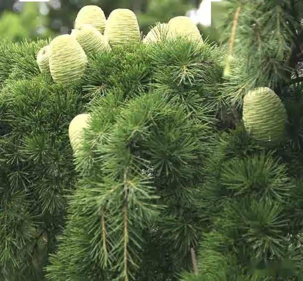 泰山木本植物科普 雪松 Cm