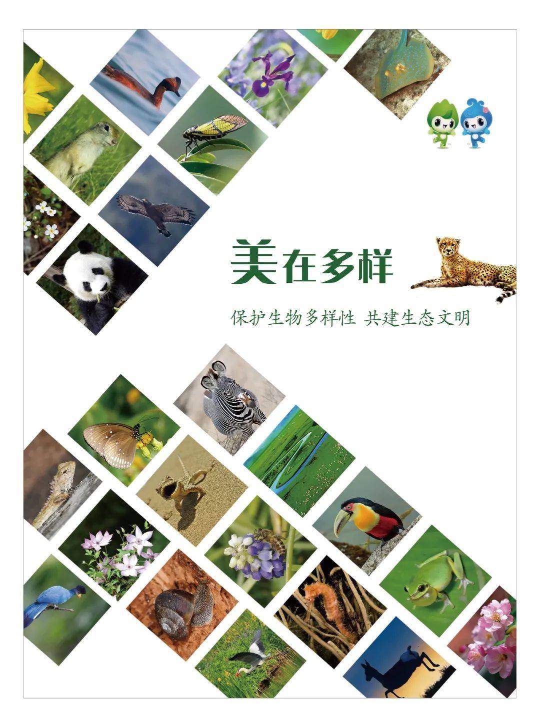67保护生物多样性丨公益海报中国生态文明