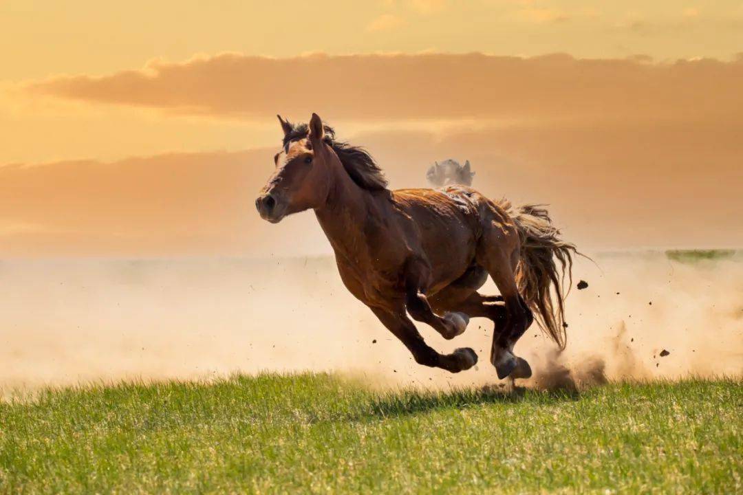 激情套马威武雄壮
