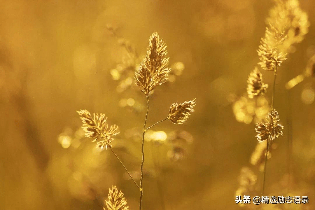 简谱总有一天等到你_总有一天等到你图片