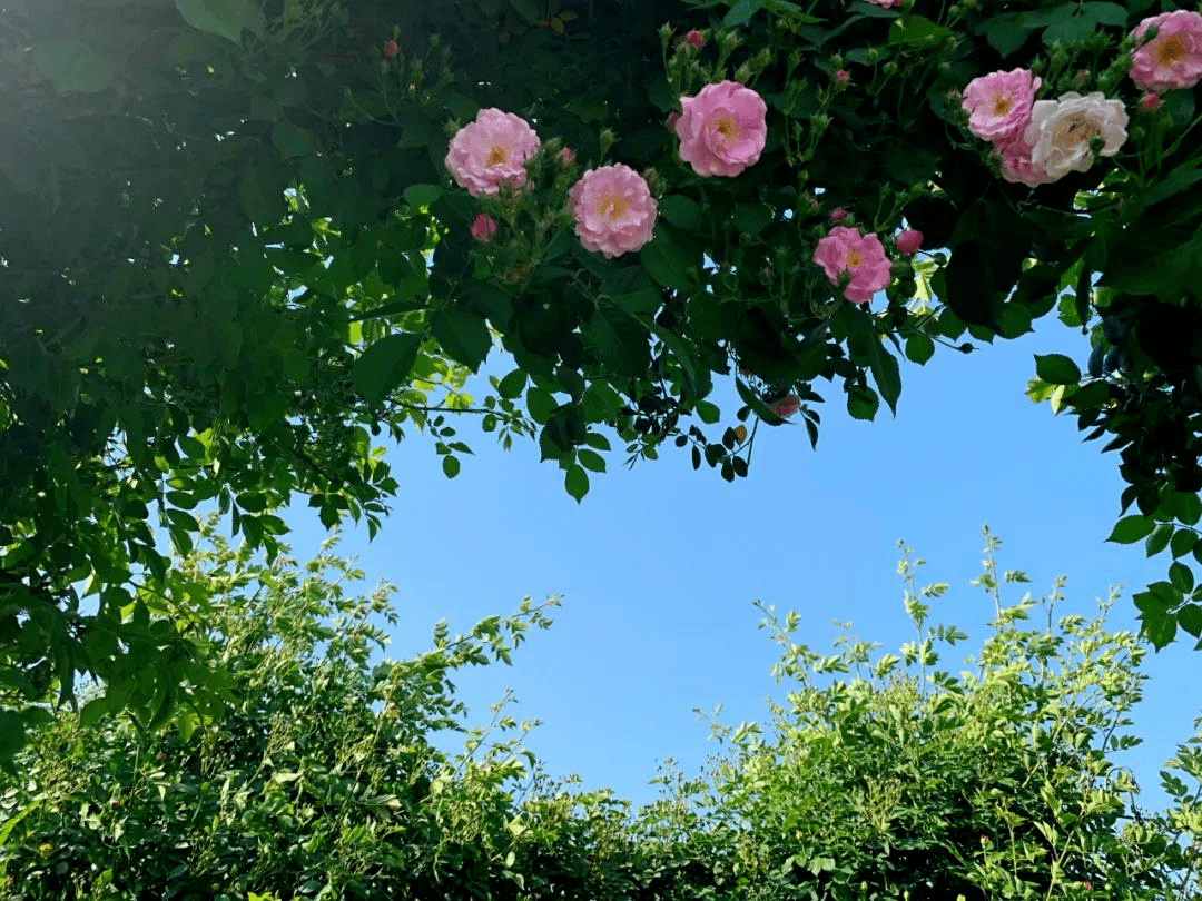 520来六合邂逅浪漫玫瑰花海