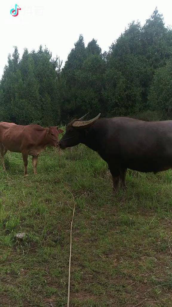 大黄牛与大水牛