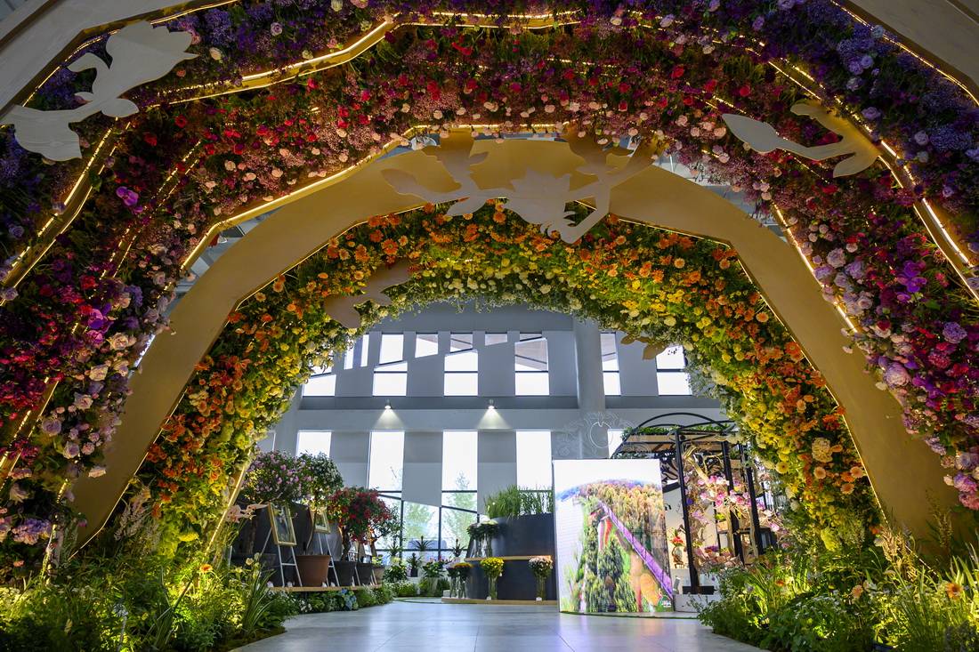 "大蝴蝶"展翅百花开,与梦花园来一次美丽邂逅