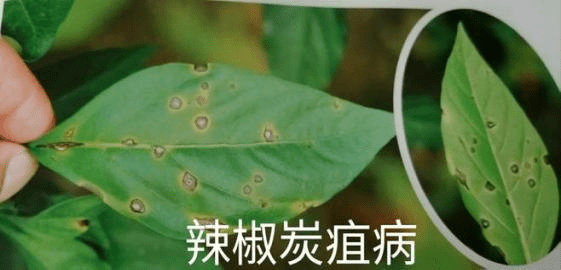 防治茄果类蔬菜的常见病害的好帮手---甲基托布津粉剂
