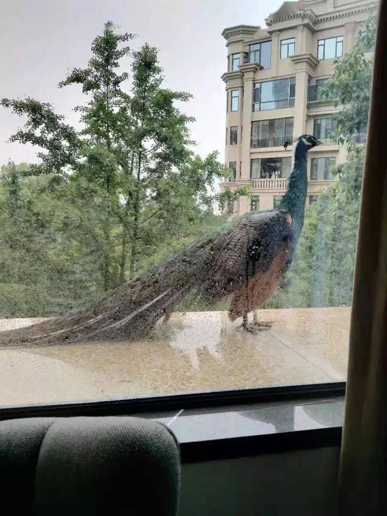 温州什么家里飞来一只大孔雀