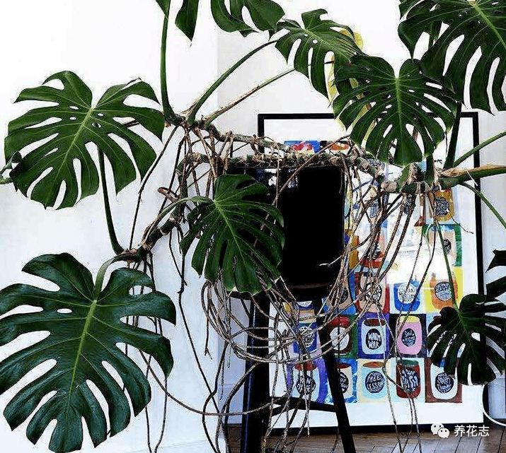 龟背竹水培好土培好 fbce4041260e4398aa8e57cbc77a9954.png