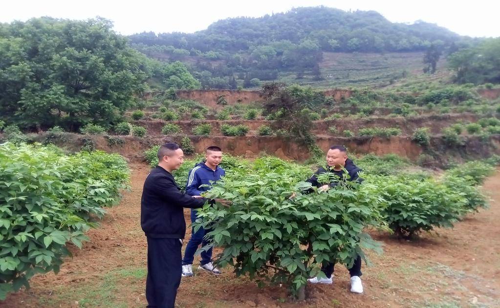 共商产业发展,采取"公司 合作社 农户"发展模式,在七龙杠组流转土地