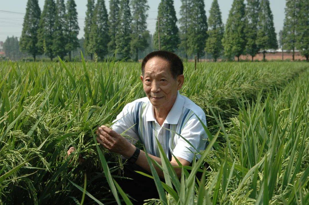 禁区|55年前，袁隆平的“叛逆”结论跨过“禁区”“孕育”了杂交水稻