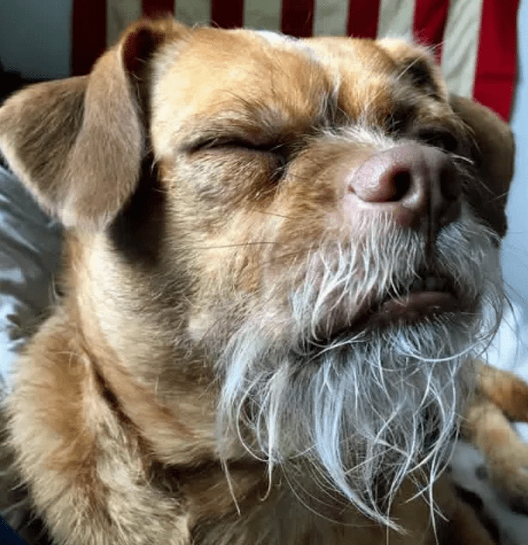 但是今天元元要给大家介绍的是一只长着"络腮胡"的狗狗,这种胡子可不