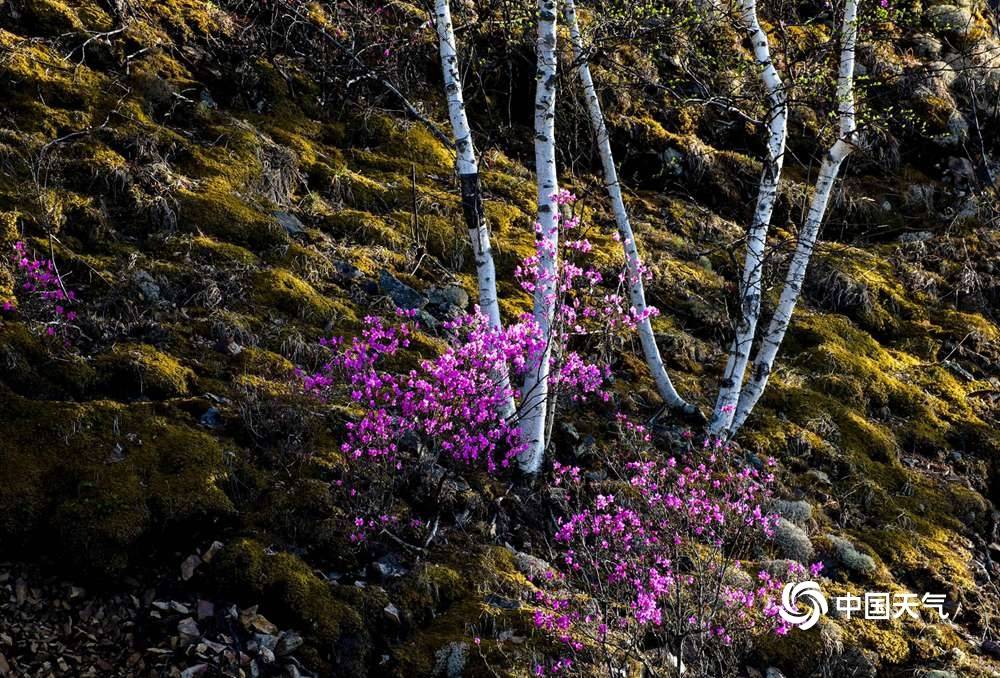 大兴安岭春天最美的象征!杜鹃花漫山遍野